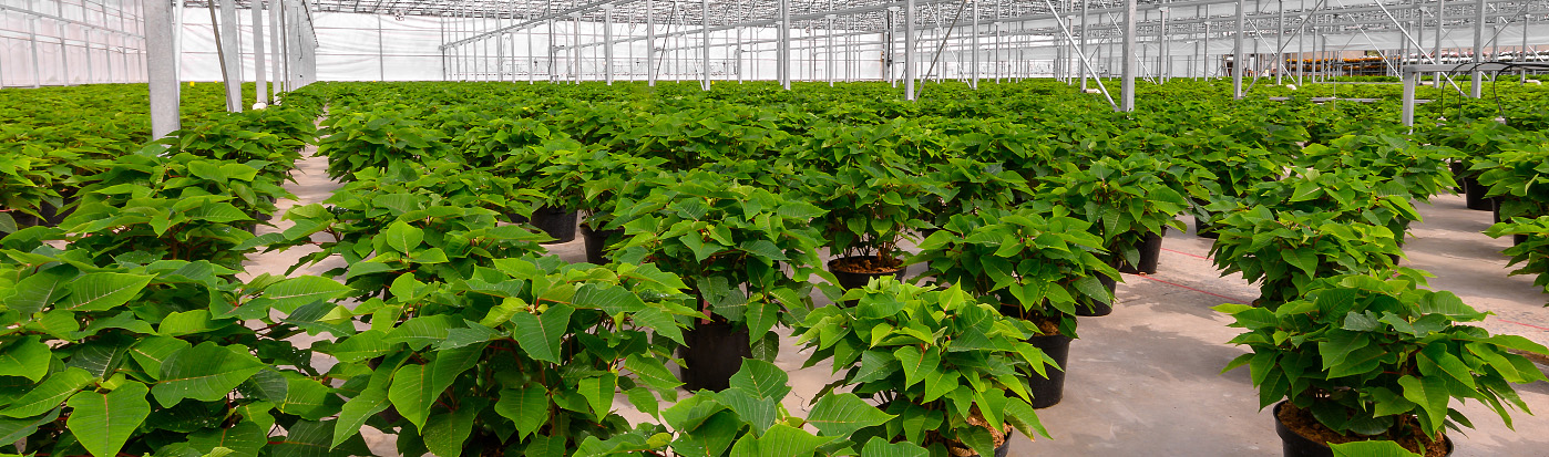 Indoor  Farming/Greenhouse