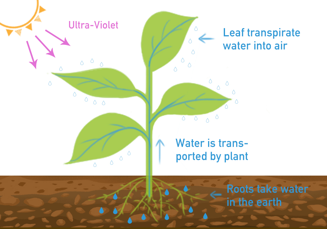 Growth Process of Plants