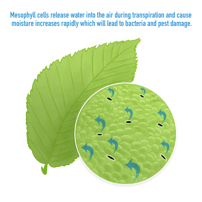Transpiration of Leaves