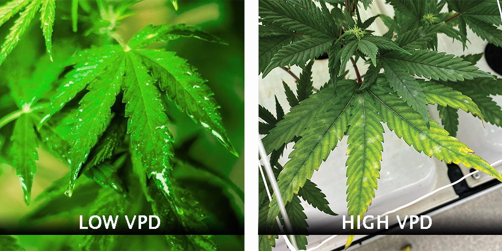 Low Vpd and High Vpd Influence on Cannabis Leaves