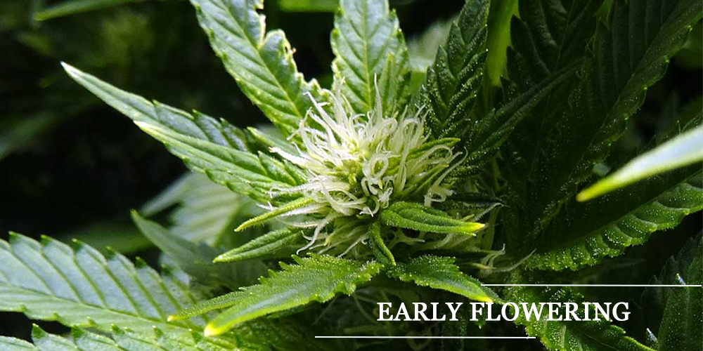 Early Flowering of Cannabis