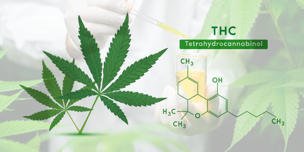 THC CONTENT OF CANNABIS