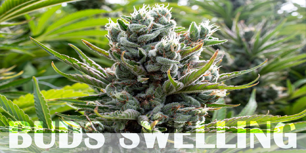 Weed Buds Swelling