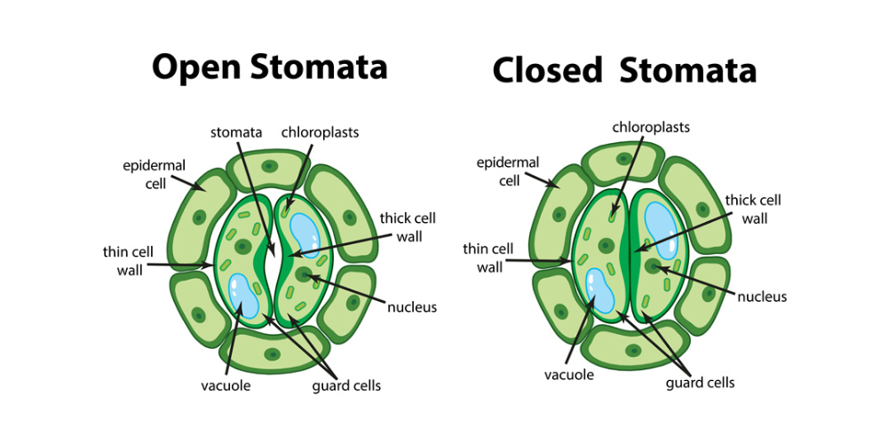 大麻植物叶片的气孔开放和关闭