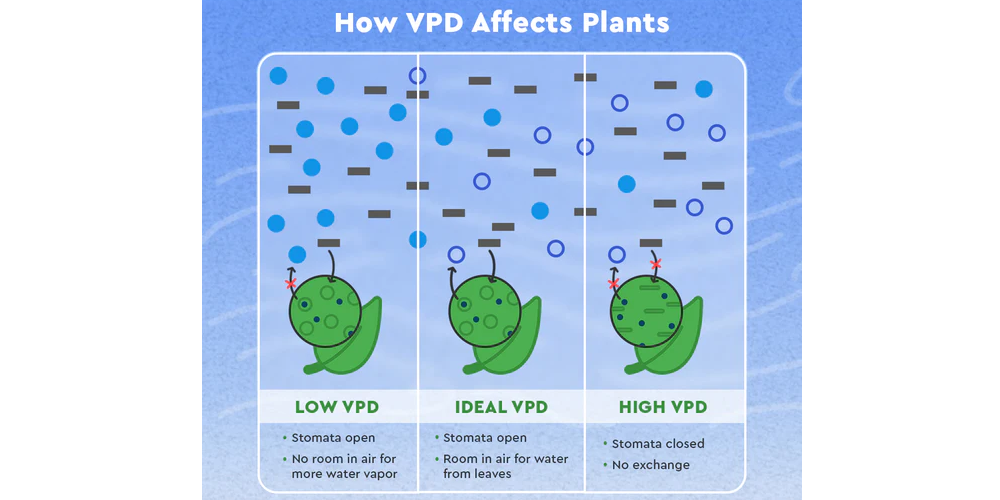 VPD如何影响大麻生长