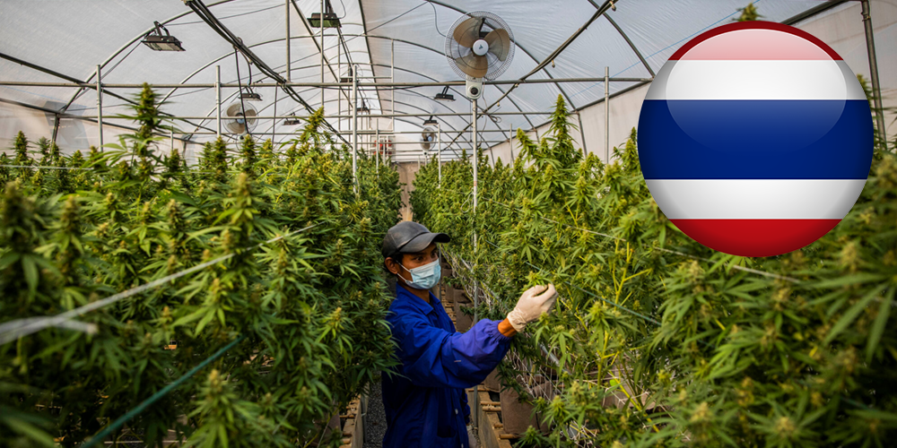 Planting Cannabis in Thailand
