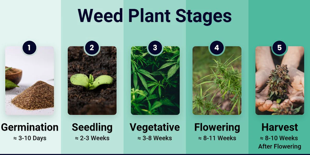 Main Stages of Growing Cannabis