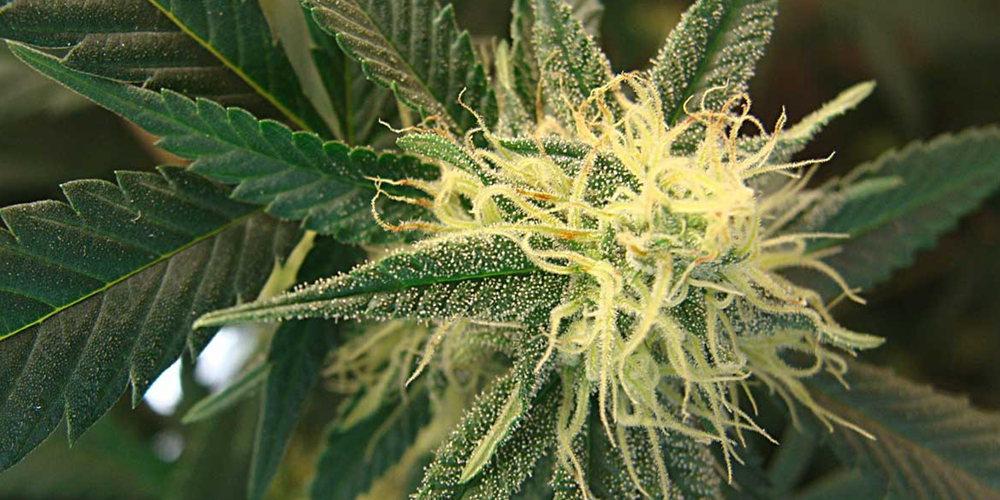 Cannabis Flowering Stage