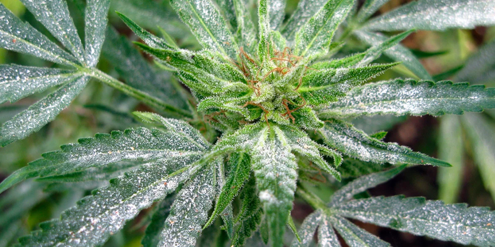 White Spots on Cannabis Leaves