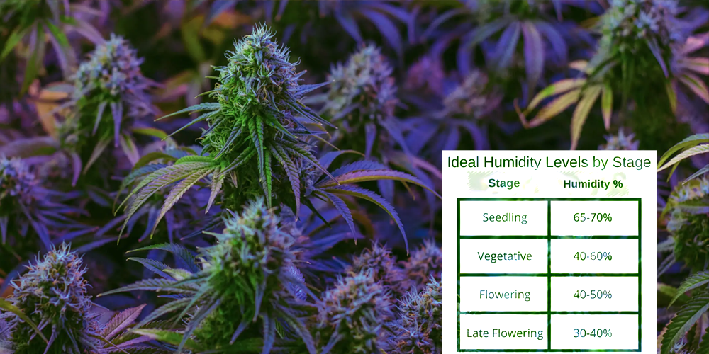 Ideal Humidity Levels for Different Stages of Weed Growing