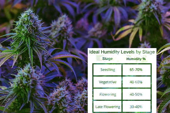 Ideal Humidity for Flowering Weed and What the Grower Should Do