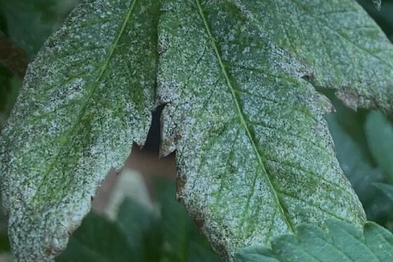 White Spots on Cannabis Leaves Causes