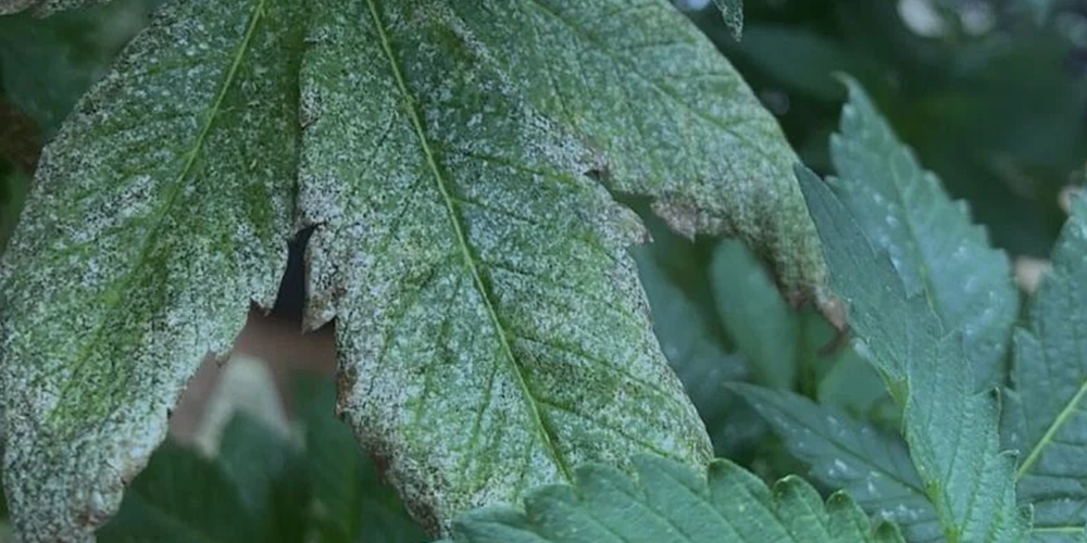White Spots on Cannabis Leaves