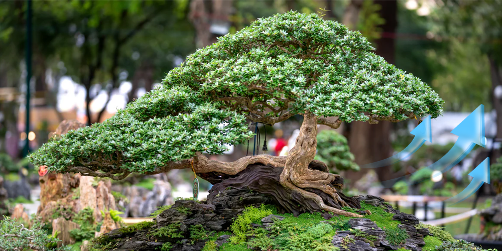 Drying Bonsai Trees Inside a Grow Tent