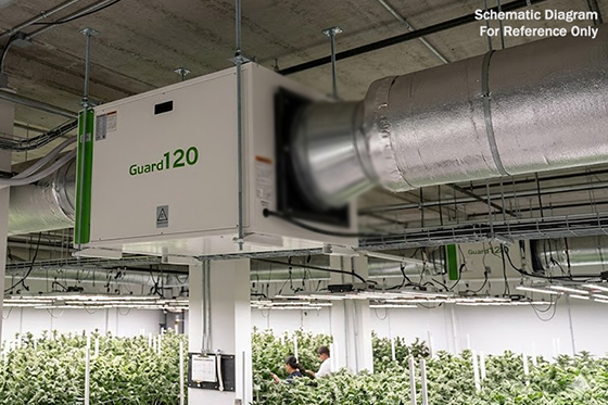 Where to Put Dehumidifier in Commercial Grow Room?