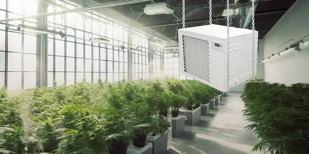 Pro300 Ceiling Hung Dehumidifier for Grow Room