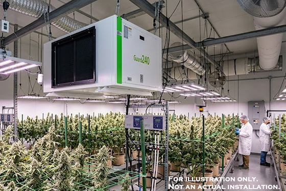 Humidity Settings for Cannabis Flowering Stage?