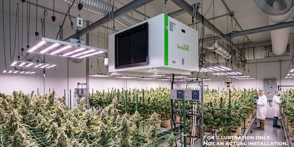 Guard240 Ceiling Mount Dehumidifier for Cannabis Flowering Stage
