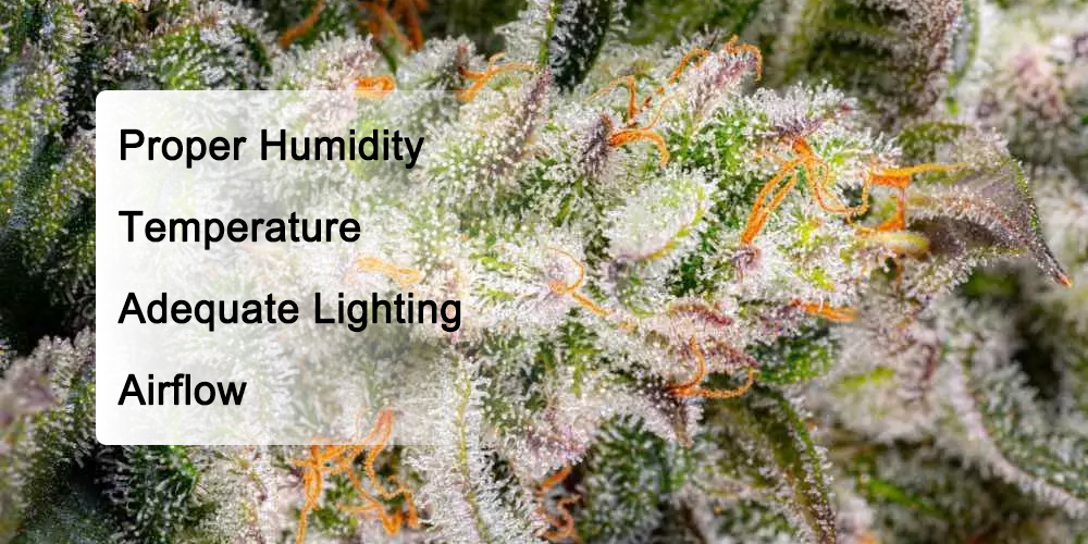 Factors That Affect Bud Swelling